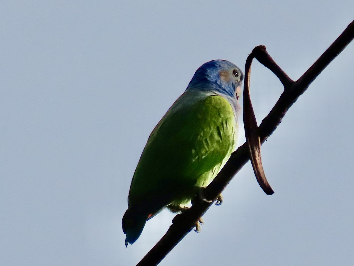 Mavi Başlı Papağan - ML619338936
