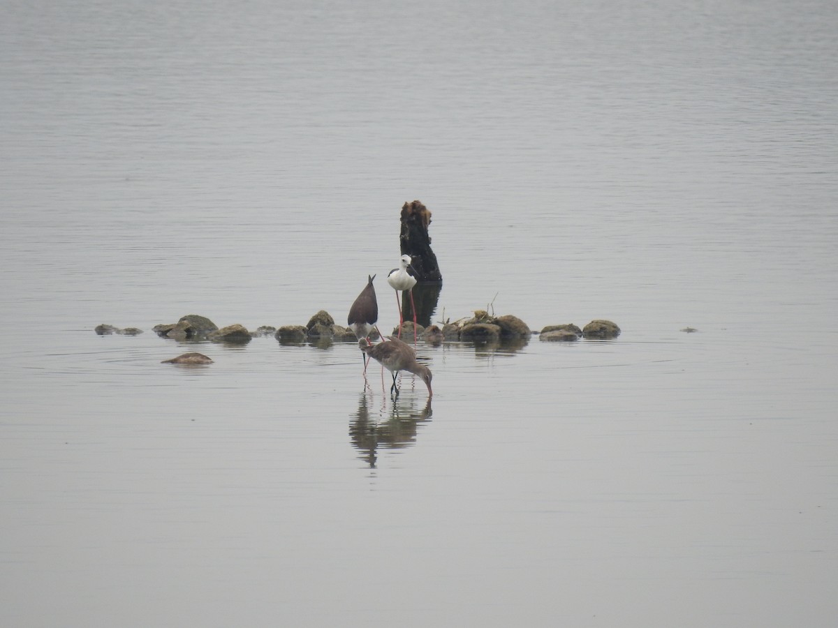 Black-tailed Godwit - Sudhanva Jahagirdar