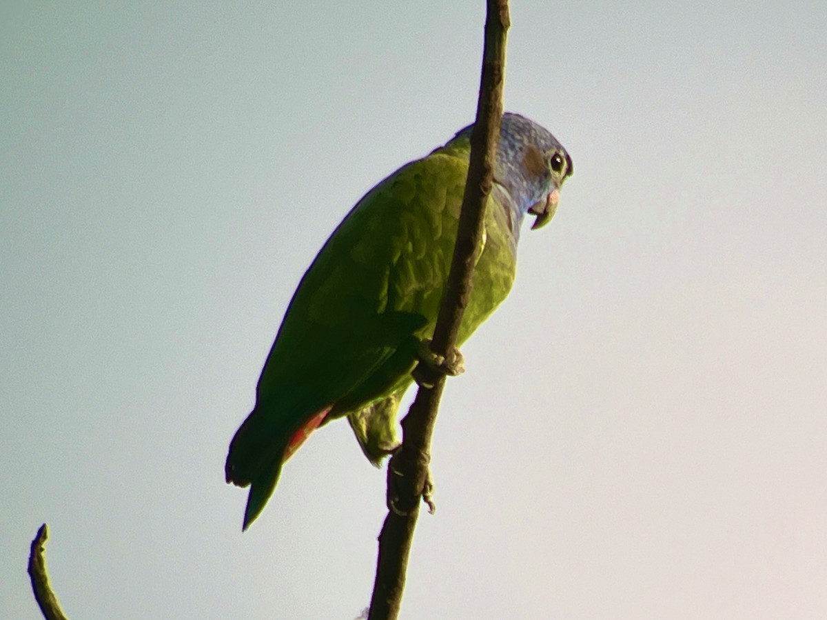 Blue-headed Parrot - Greg Vassilopoulos