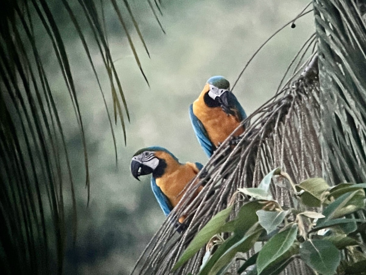 Blue-and-yellow Macaw - Greg Vassilopoulos