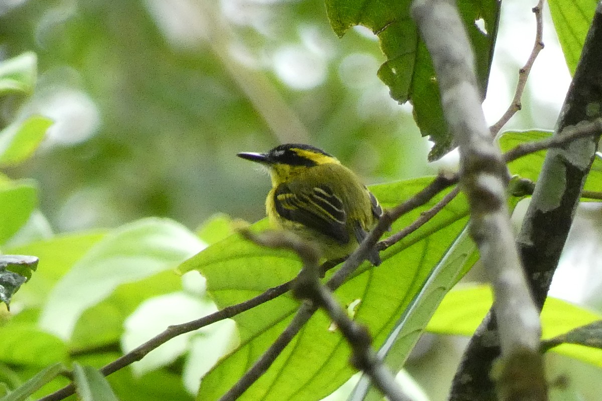 Yellow-browed Tody-Flycatcher - Cristian Abad