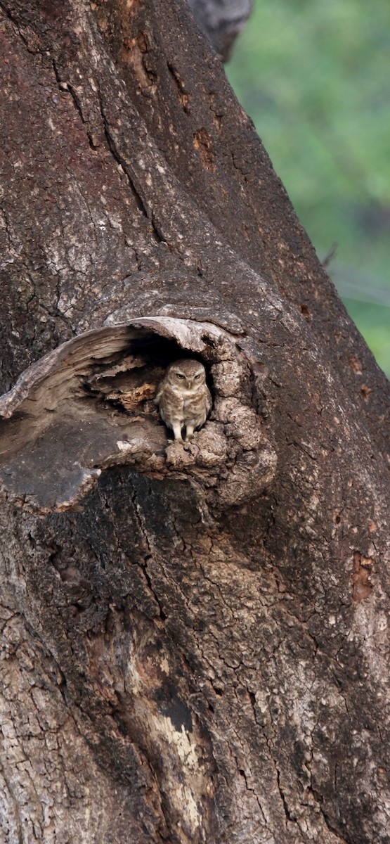 Spotted Owlet - Spencer England