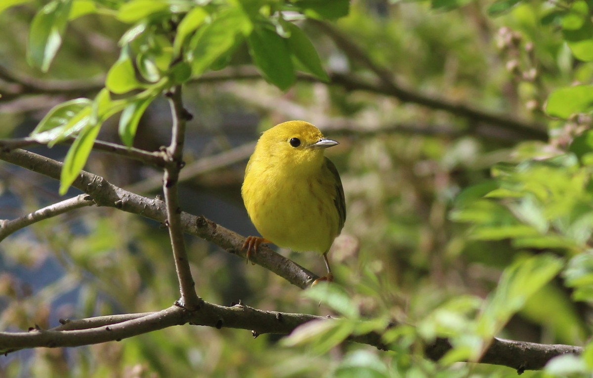 Yellow Warbler - Tom Smith