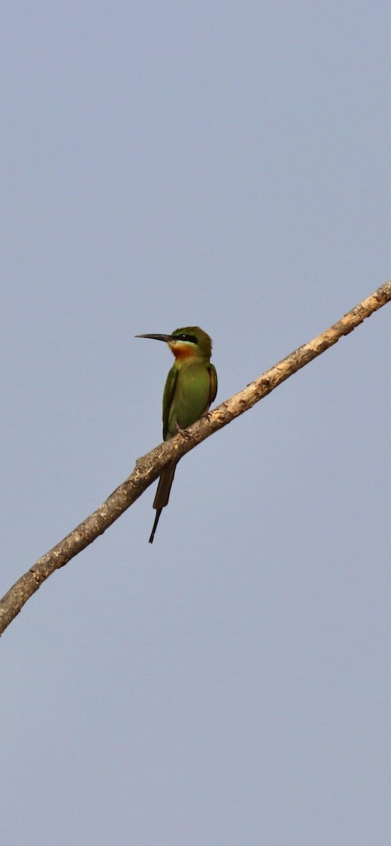 Blue-tailed Bee-eater - ML619338972