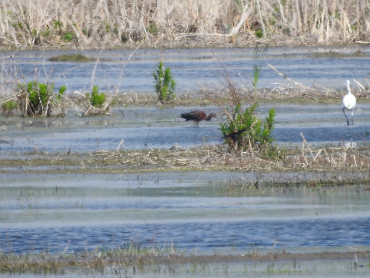 Glossy Ibis - Isaiah Craft