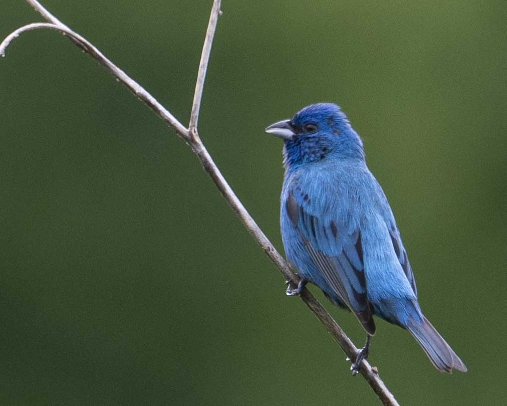 Indigo Bunting - Gary Hofing