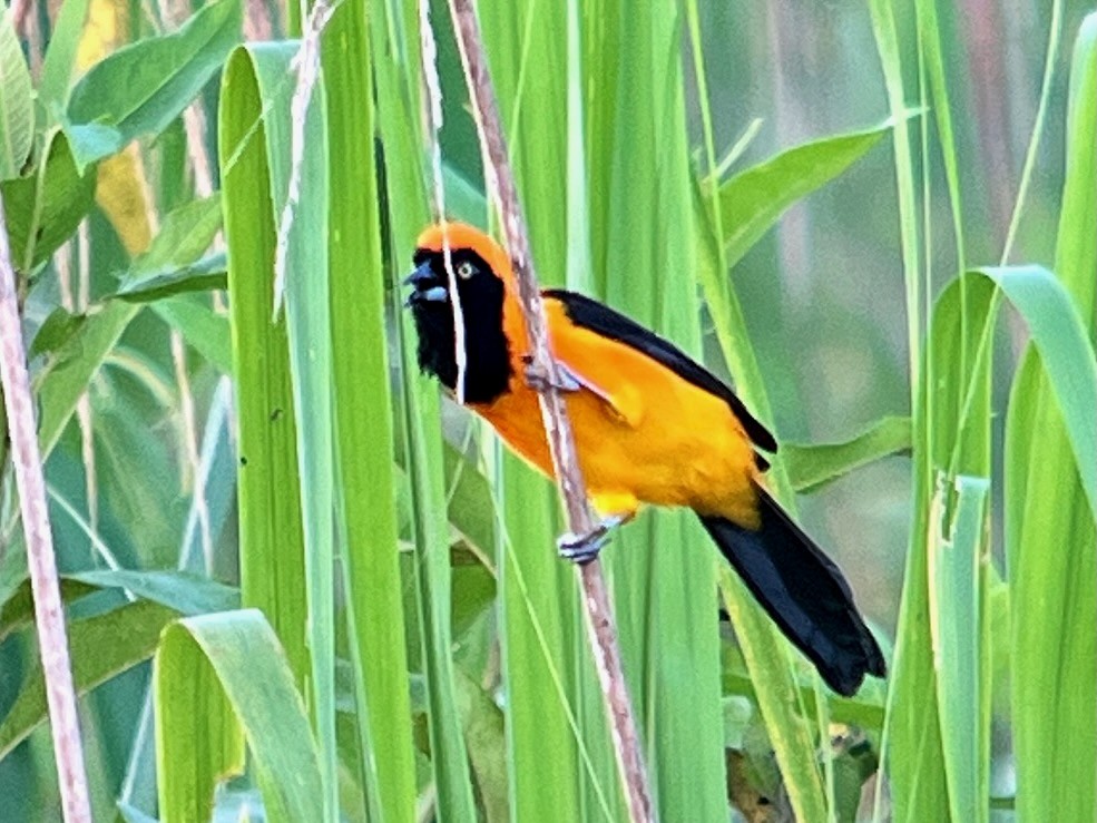 Orange-backed Troupial - ML619339001