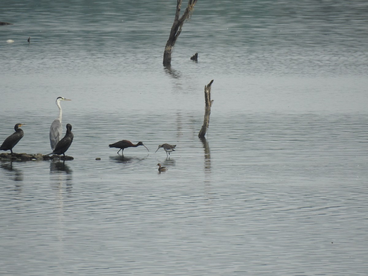 Little Grebe - ML619339003