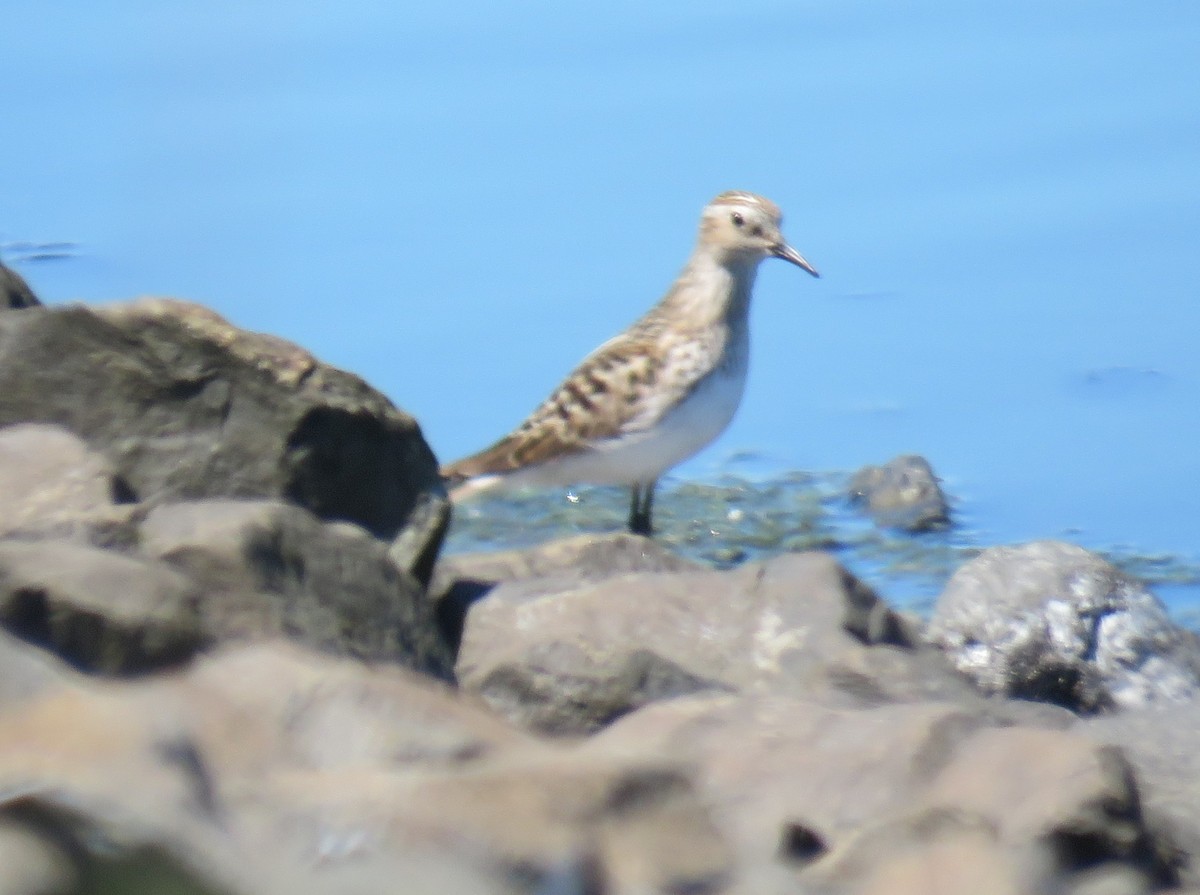 Baird's Sandpiper - Pam Otley