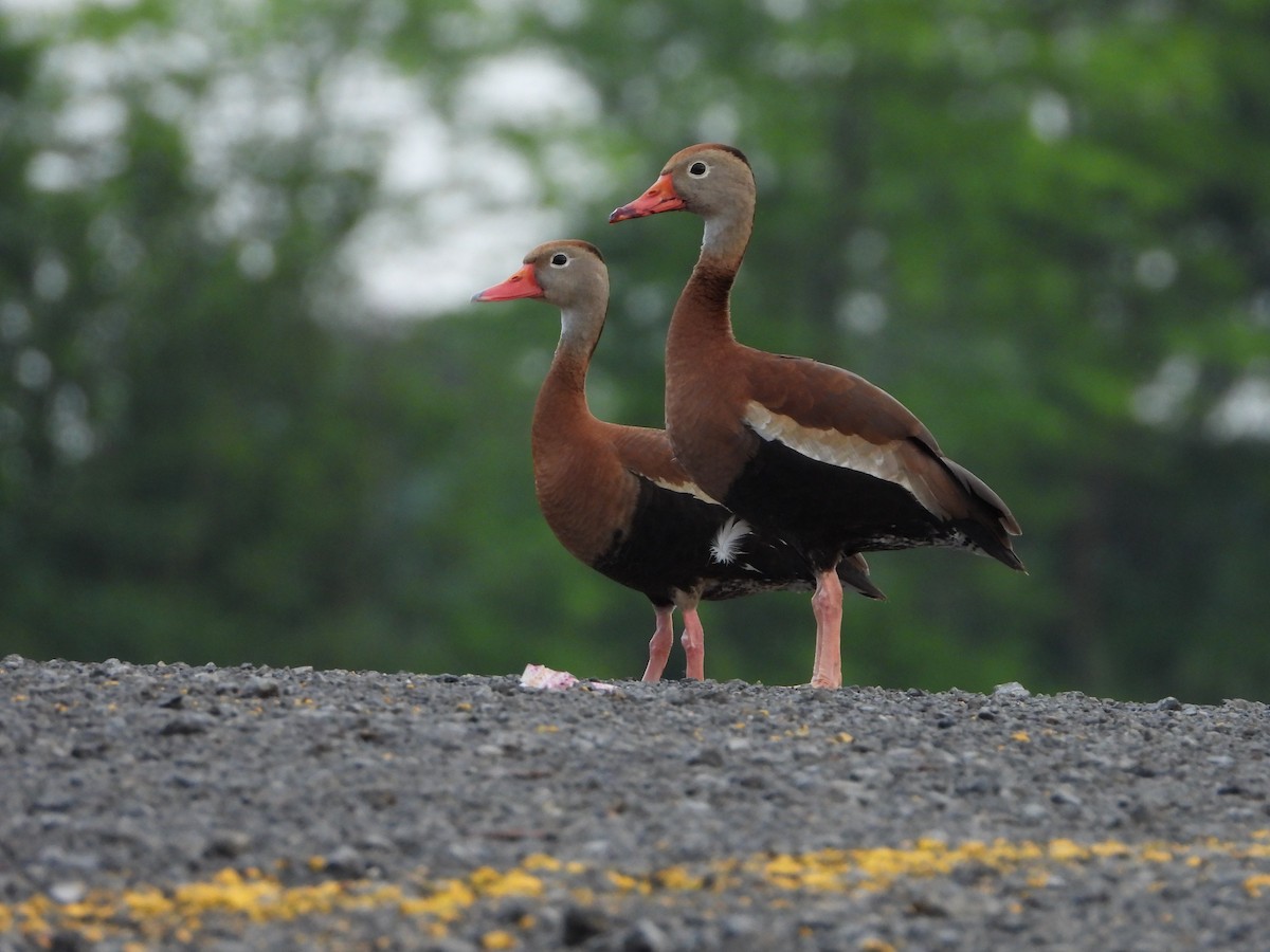 Black-bellied Whistling-Duck - ML619339015