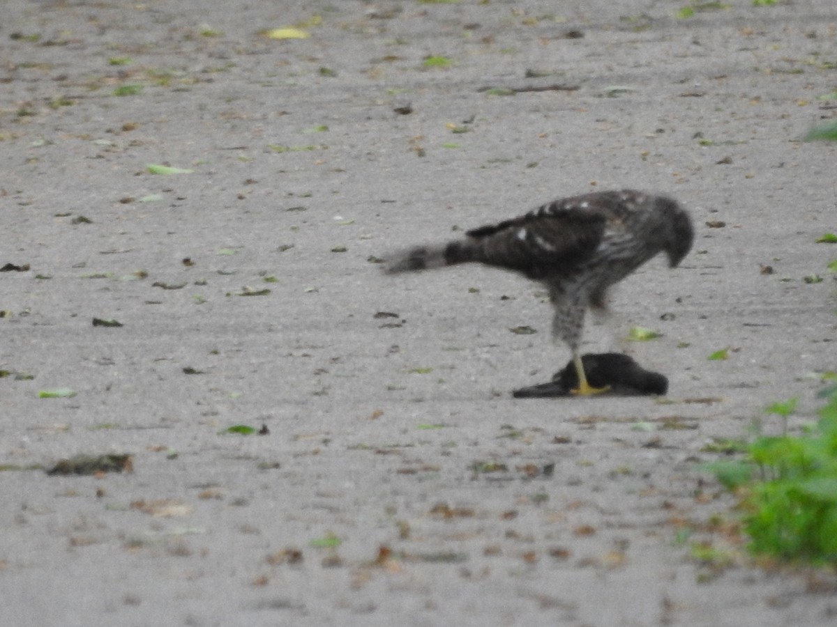 Cooper's Hawk - Isaiah Craft