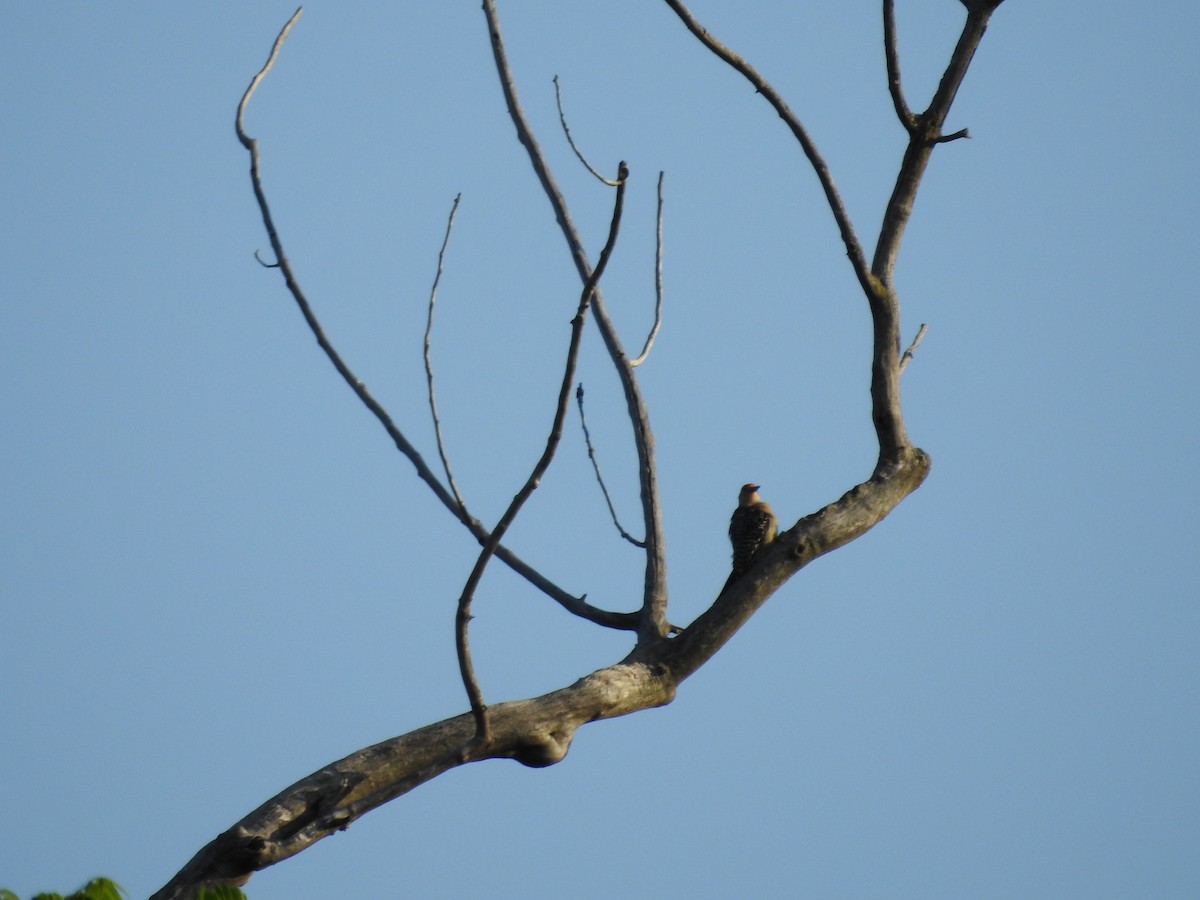 Red-bellied Woodpecker - ML619339023