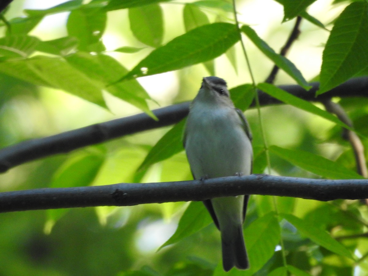 Red-eyed Vireo - Isaiah Craft