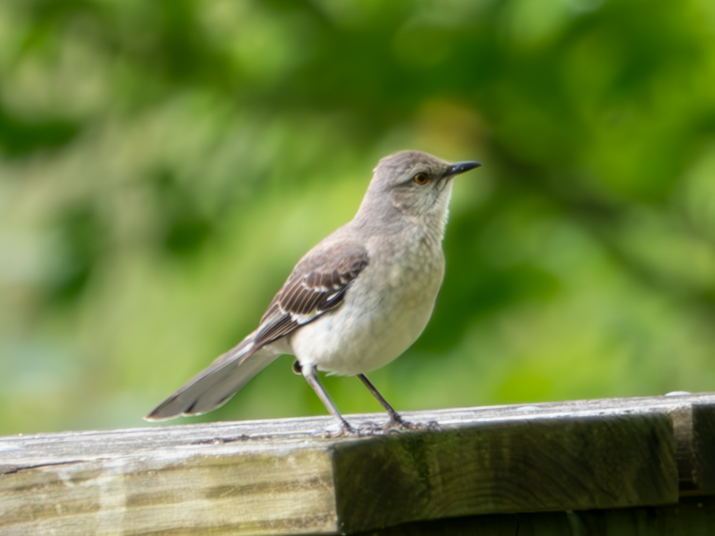 Northern Mockingbird - ML619339039