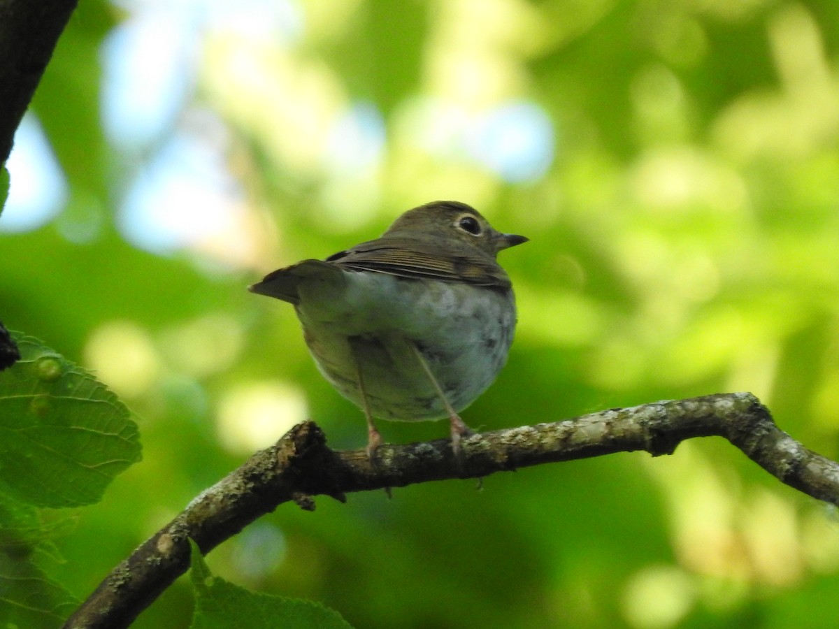 Swainson's Thrush - Isaiah Craft