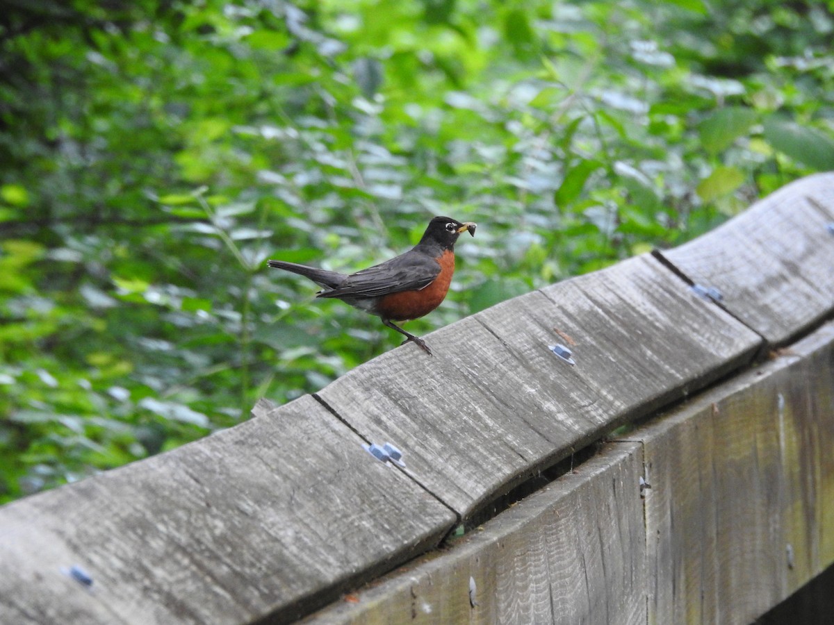 American Robin - Isaiah Craft