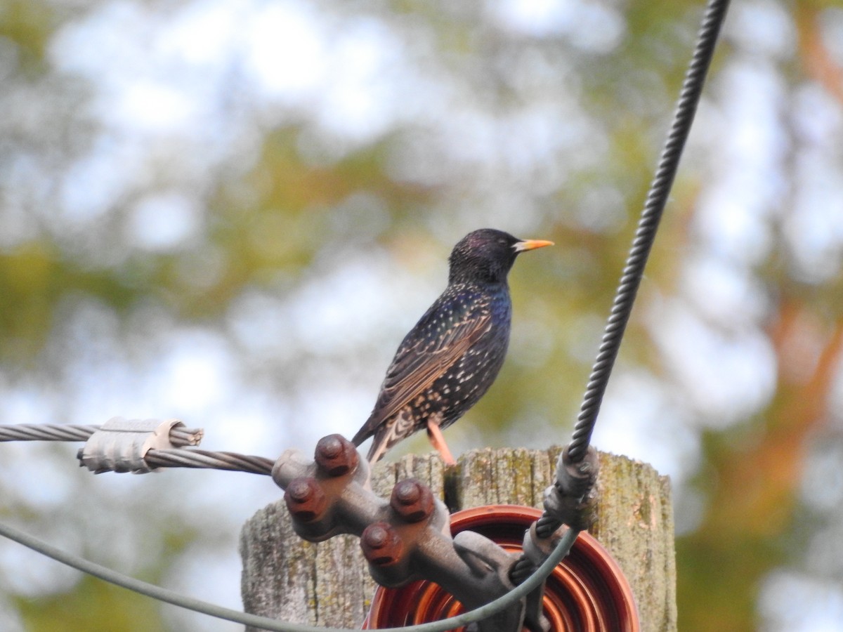 European Starling - ML619339058