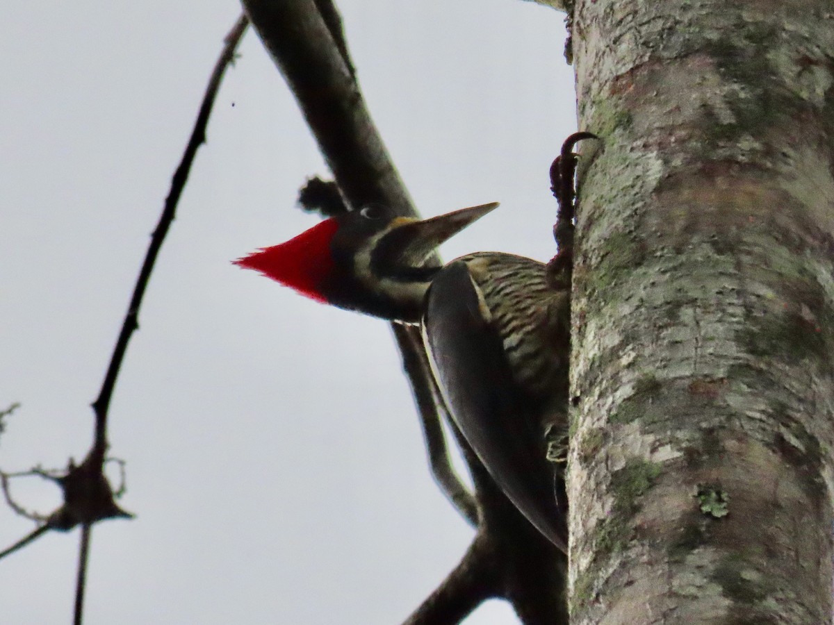 Lineated Woodpecker - Greg Vassilopoulos