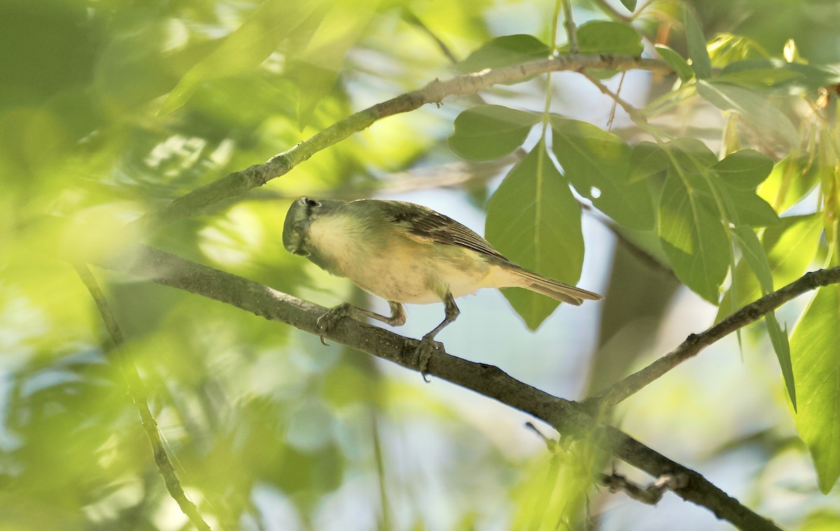 Cassin's Vireo - Randy Pinkston