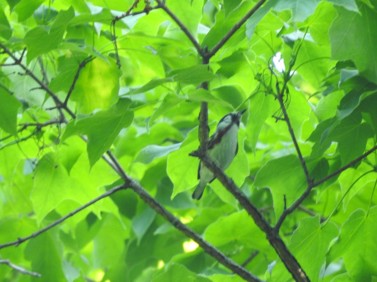 Chestnut-sided Warbler - Isaiah Craft