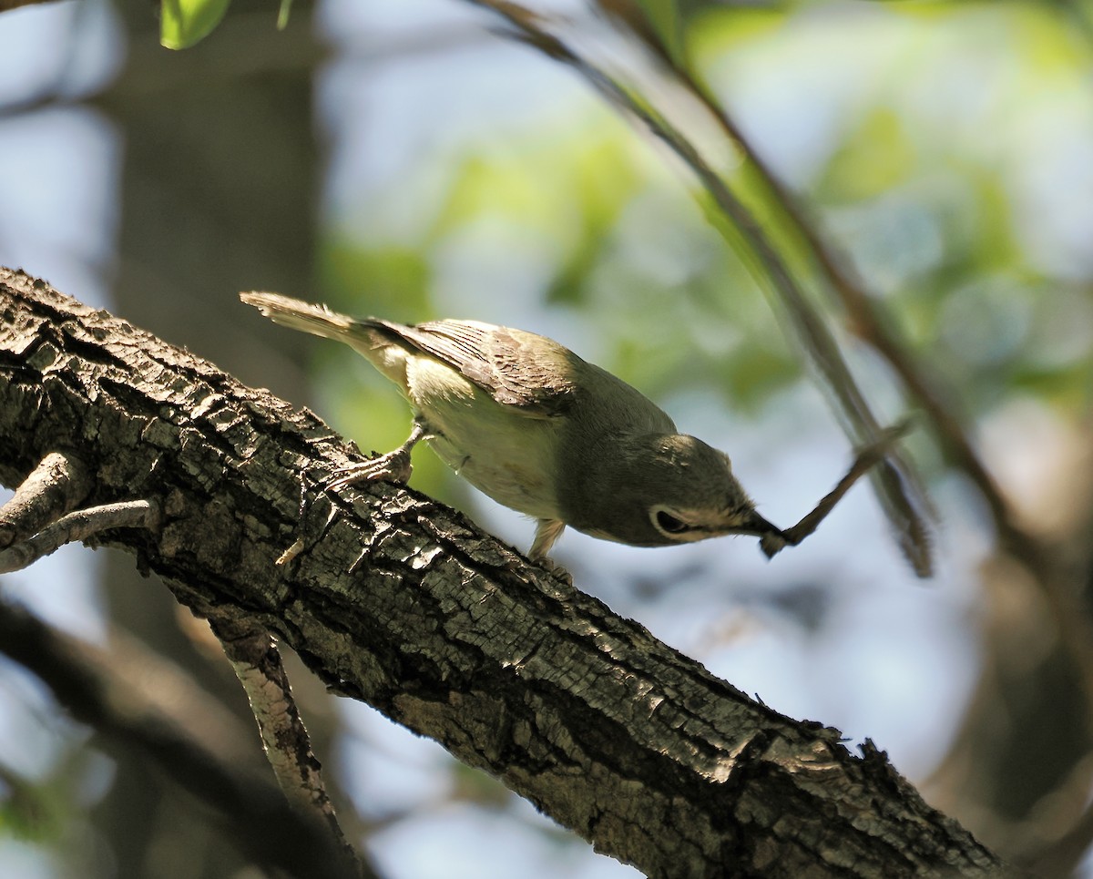 Cassin's Vireo - Randy Pinkston