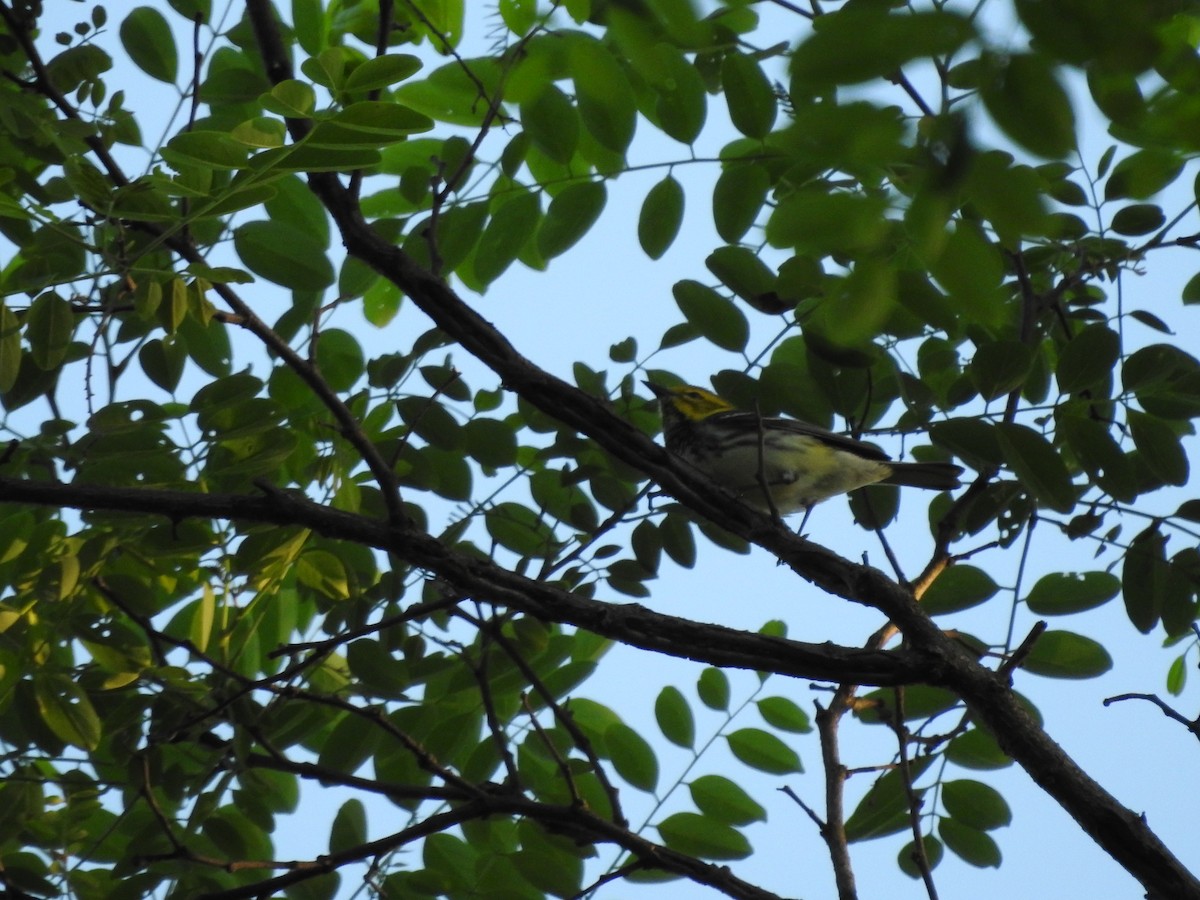 Black-throated Green Warbler - ML619339078