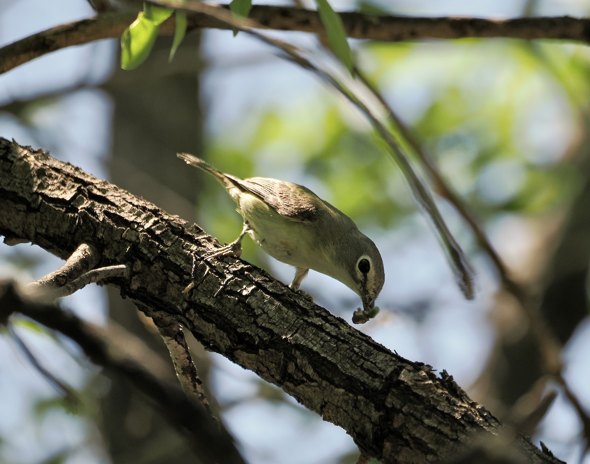 Cassin's Vireo - Randy Pinkston