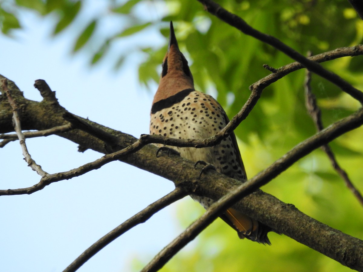 Northern Flicker - ML619339087