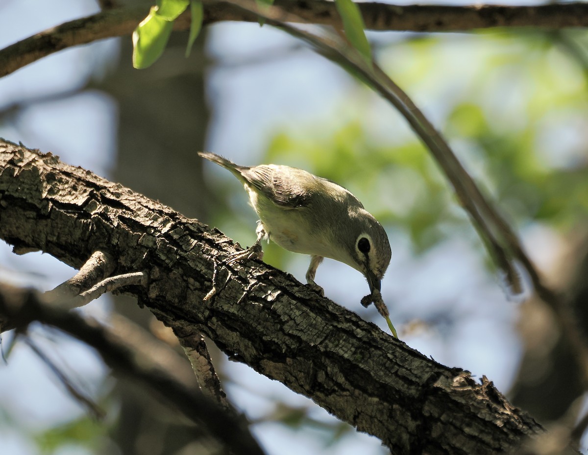 Cassin's Vireo - Randy Pinkston