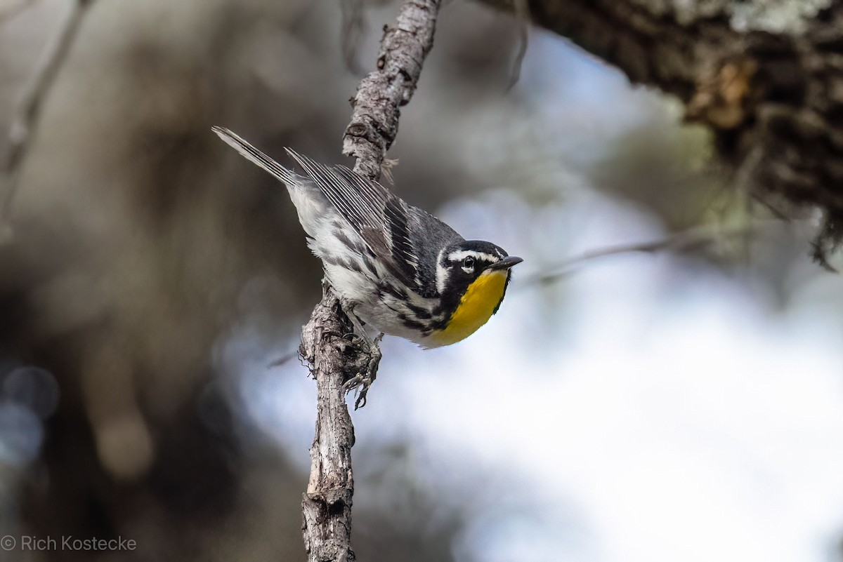 Yellow-throated Warbler - Rich Kostecke