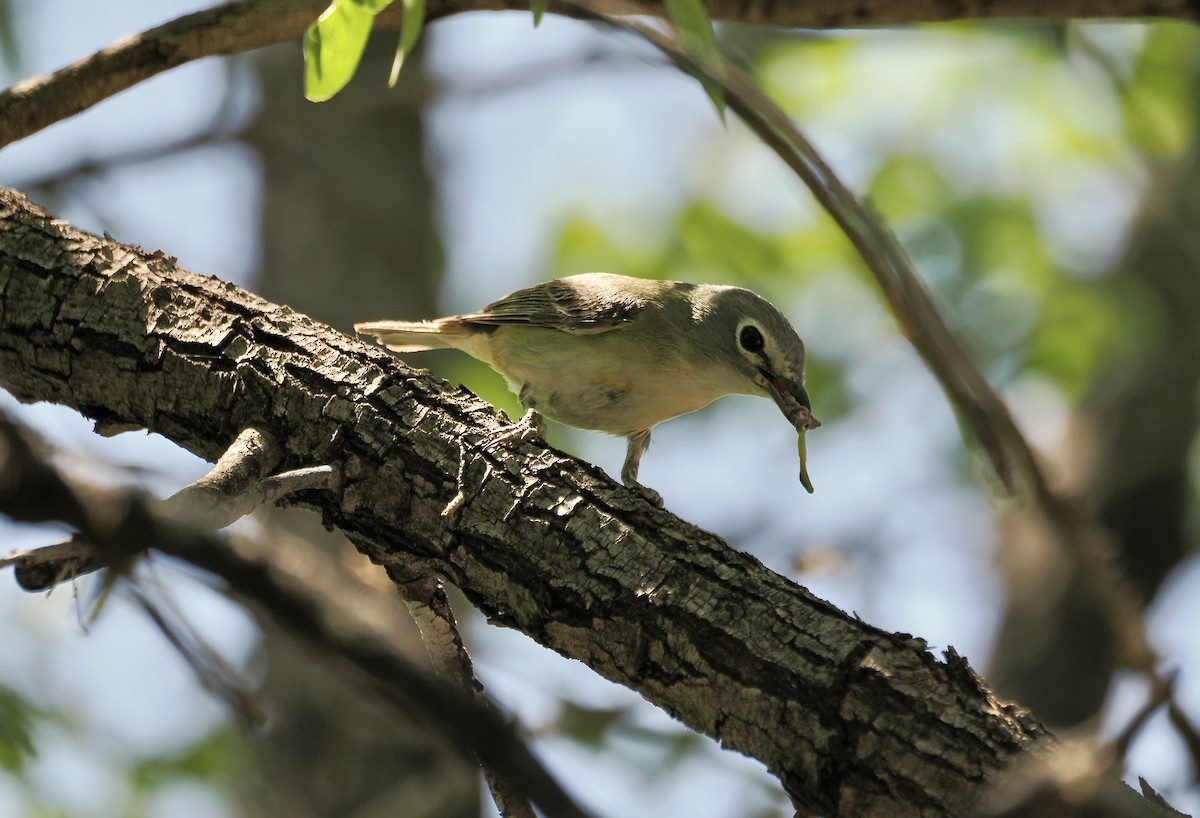 Cassin's Vireo - Randy Pinkston