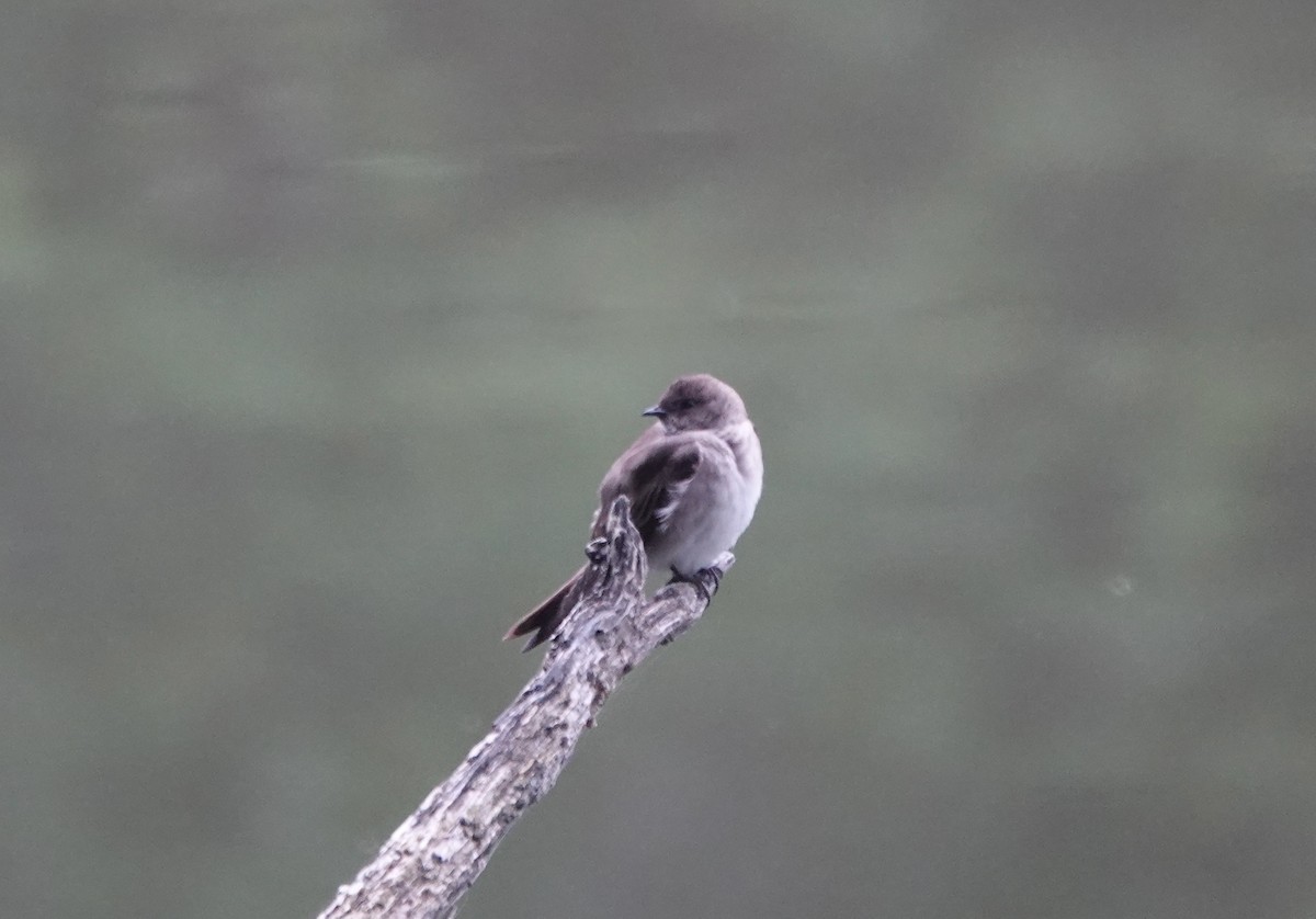 Northern Rough-winged Swallow - Mary Kimberly