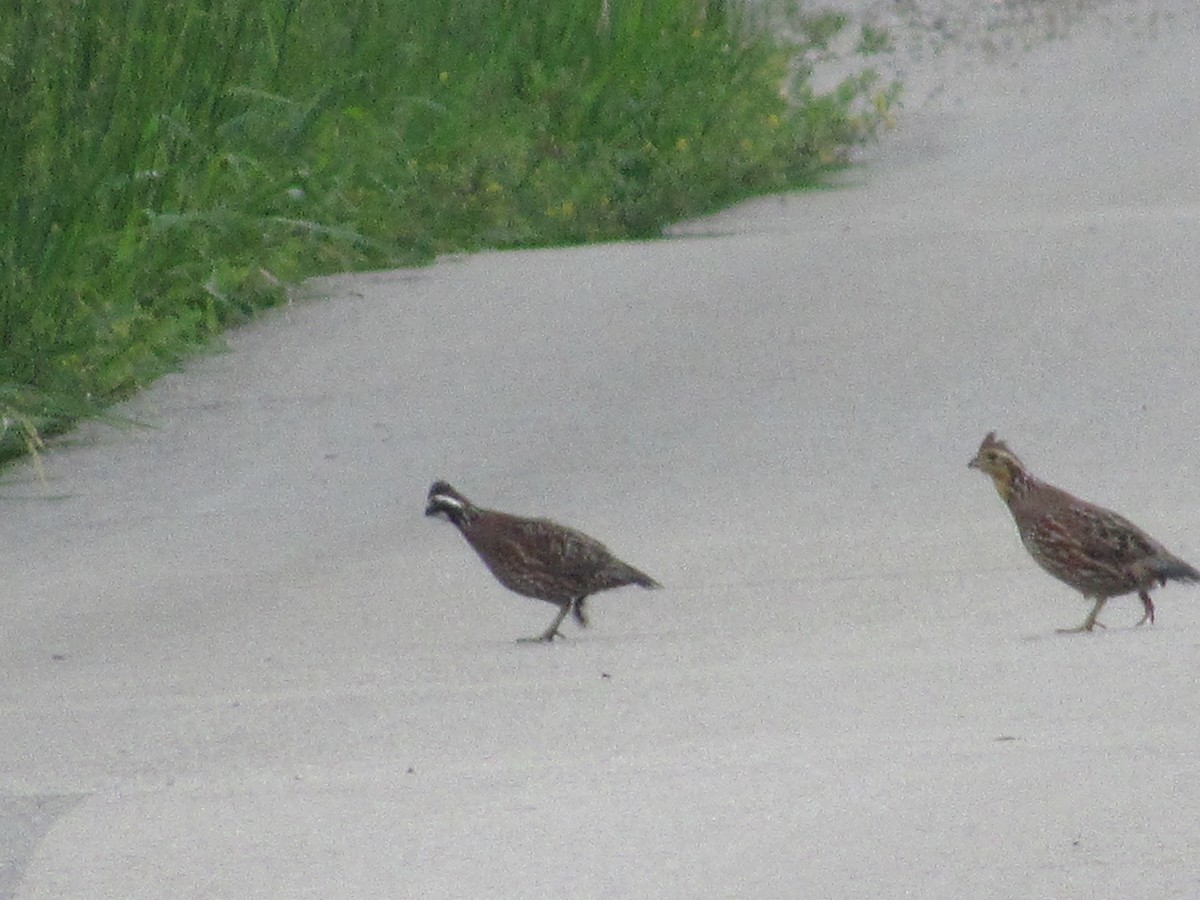 Northern Bobwhite - David Stone