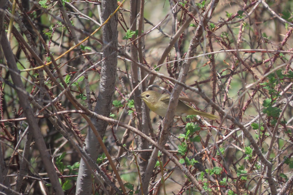 Common Yellowthroat - Mike Lesnik