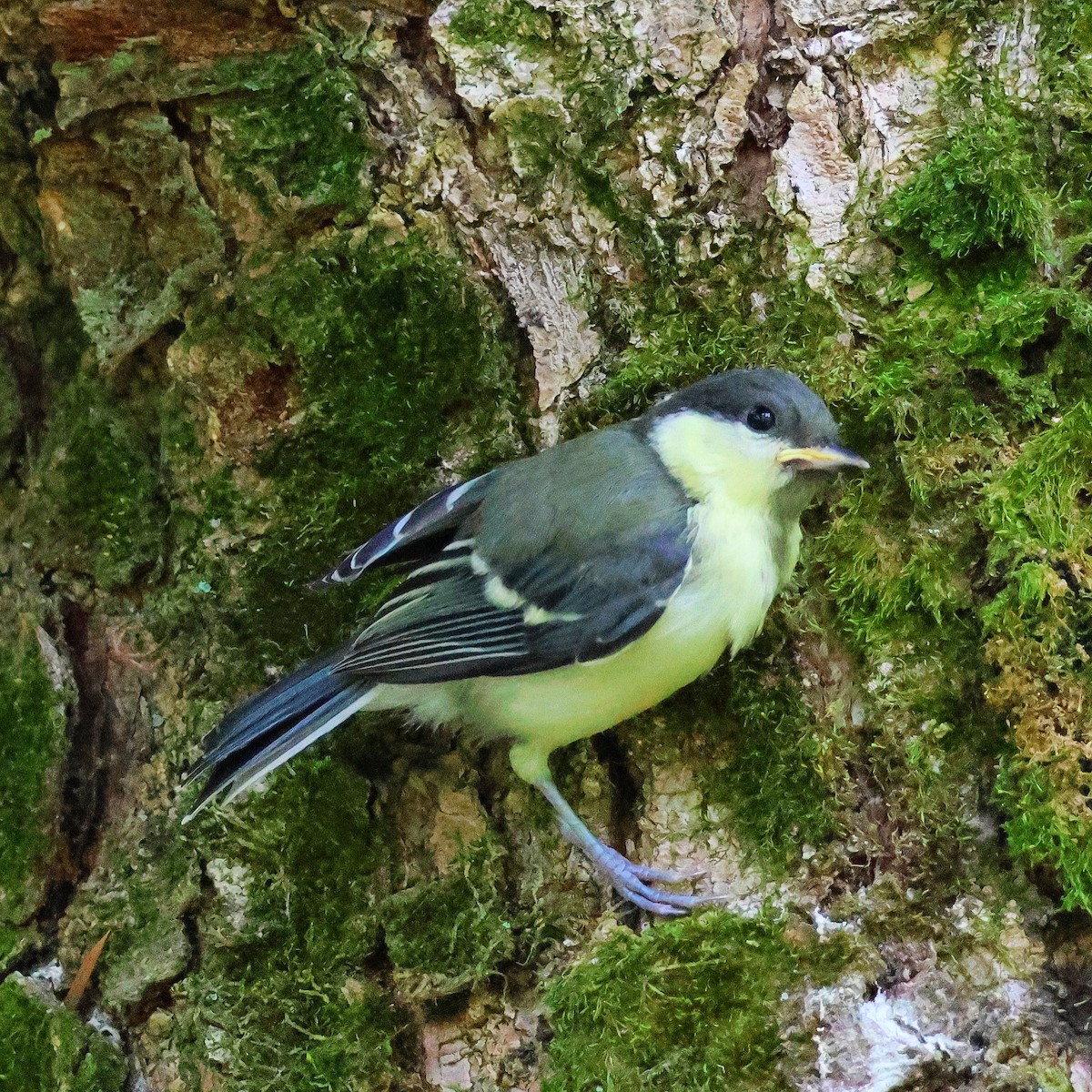 Japanese Tit - ML619339189