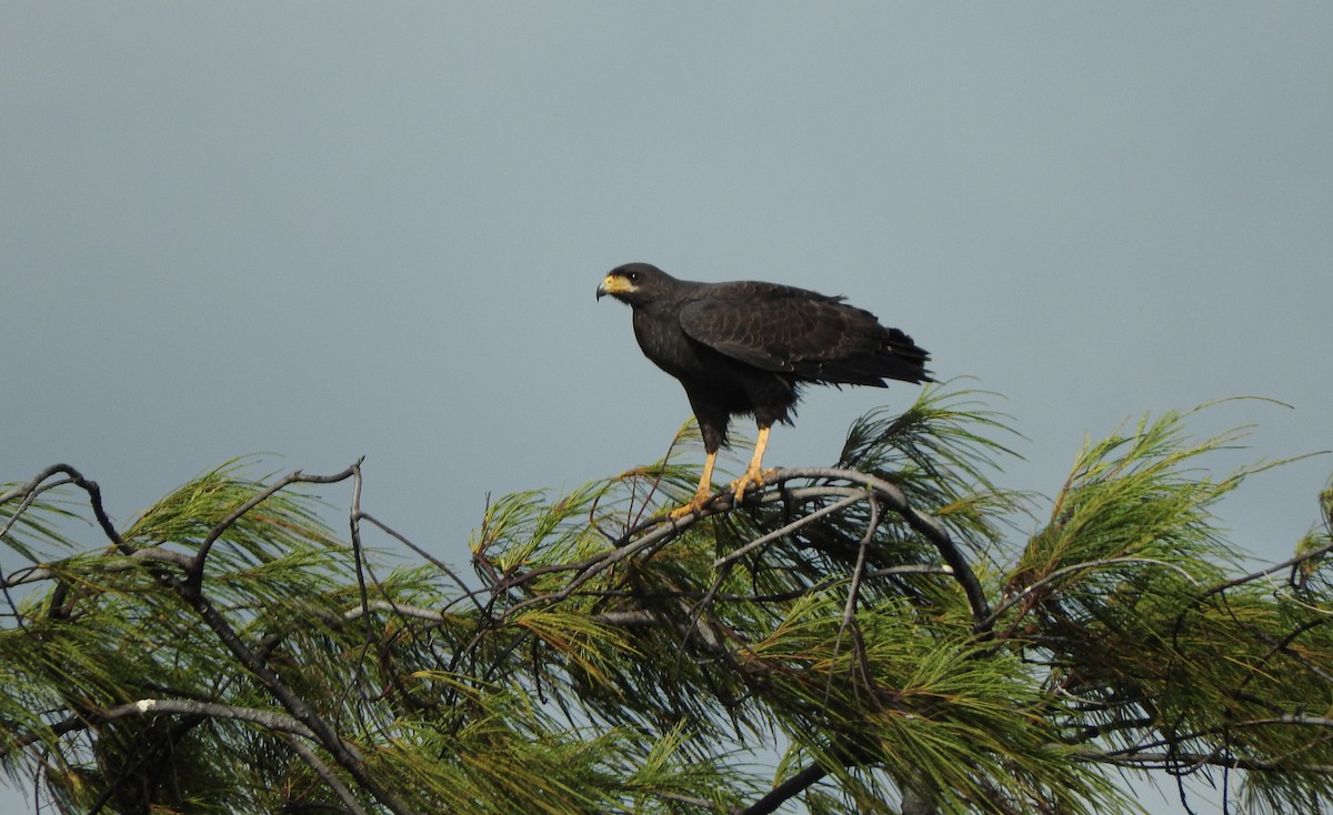 káně tmavá (ssp. anthracinus/utilensis) - ML619339207