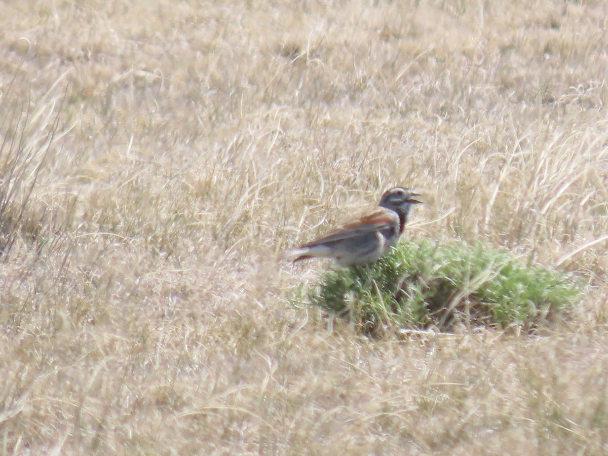 Thick-billed Longspur - Katherine Holland