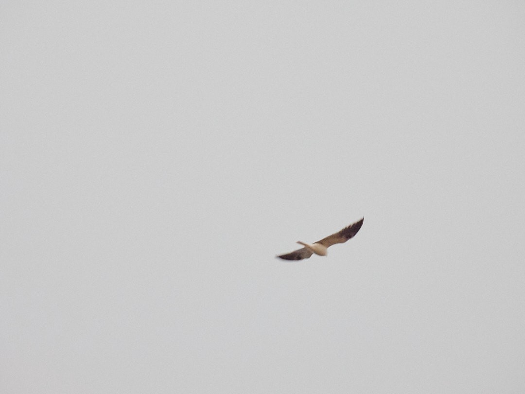 White-tailed Kite - Juan Piñanelli