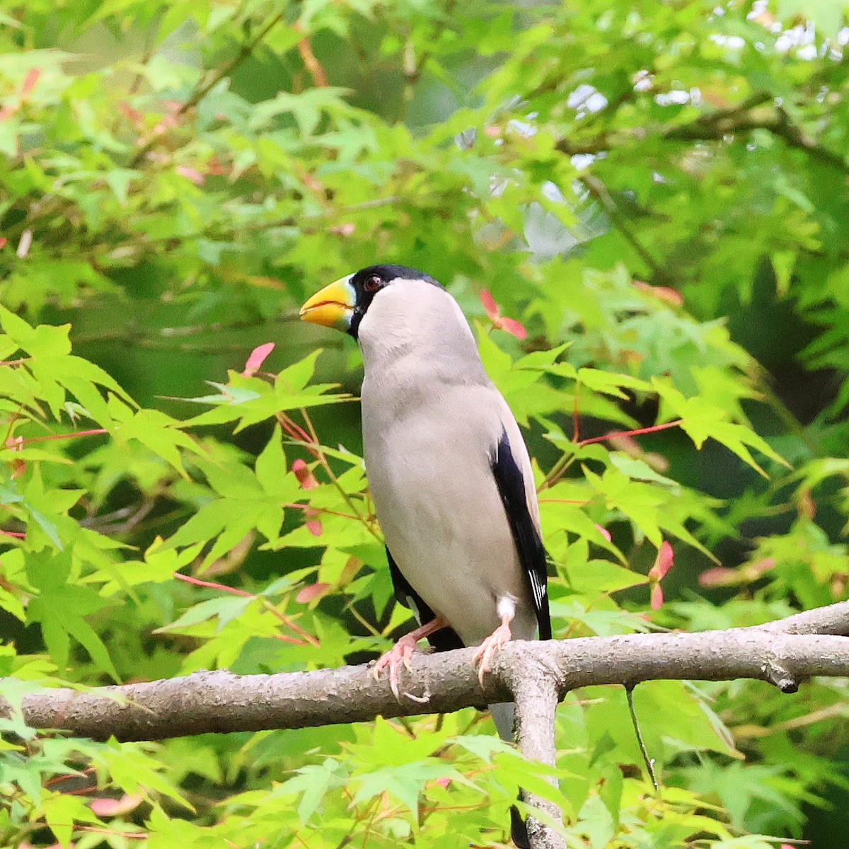 Japanese Grosbeak - toyota matsutori