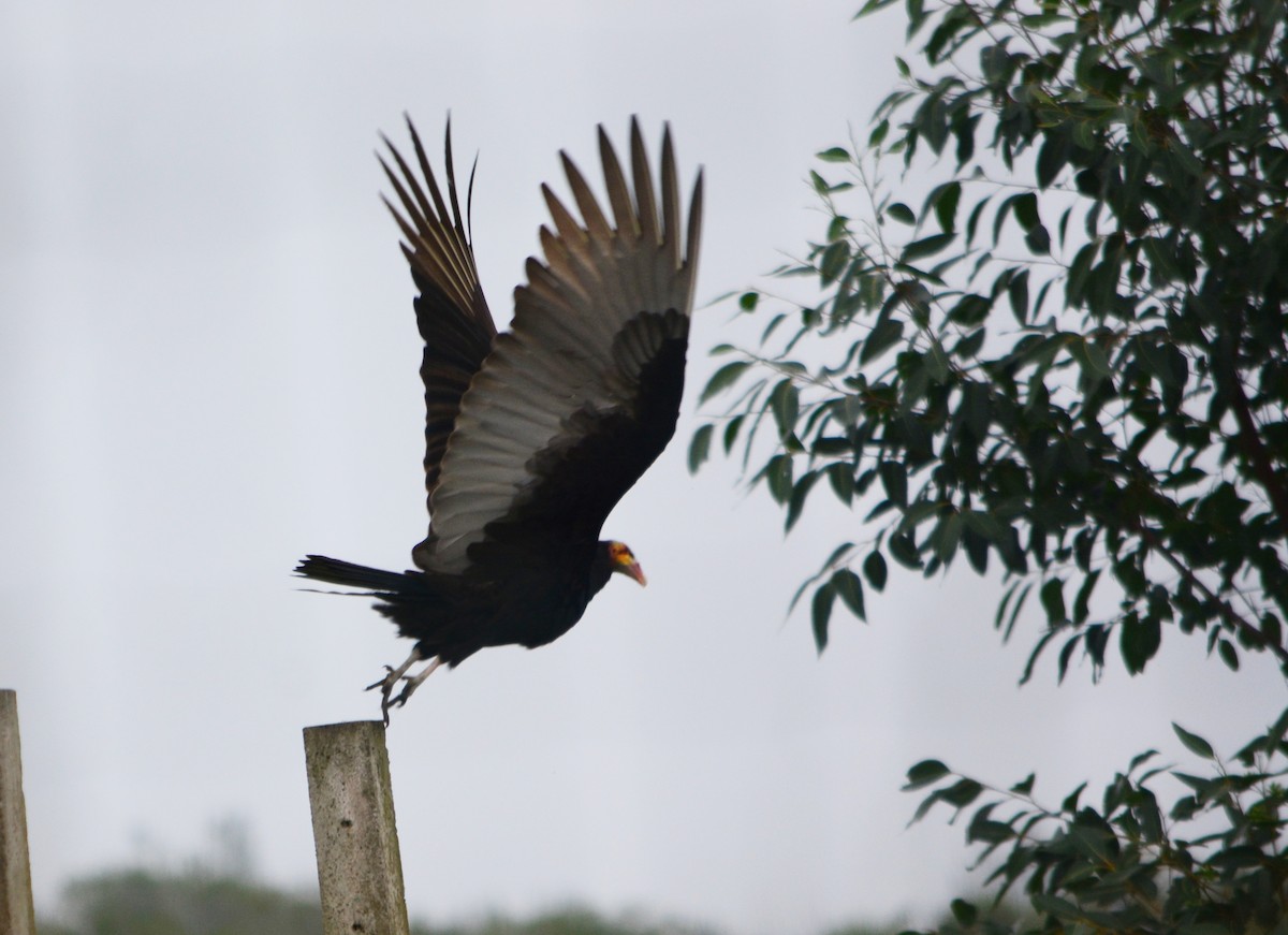 Lesser Yellow-headed Vulture - João Gava Just