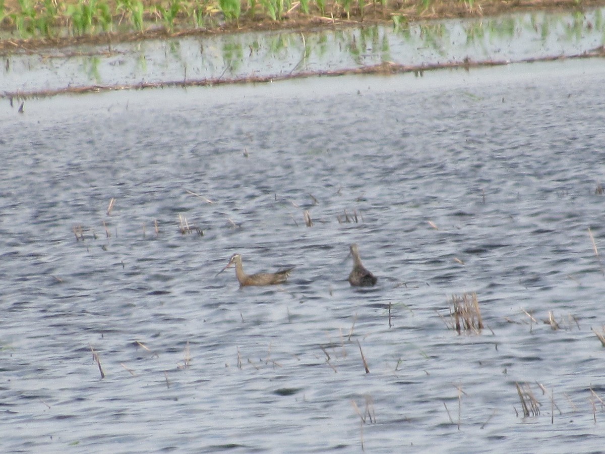 Hudsonian Godwit - ML619339252