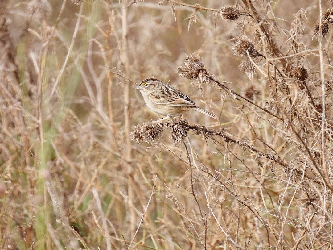Grassland Sparrow - Juan Piñanelli