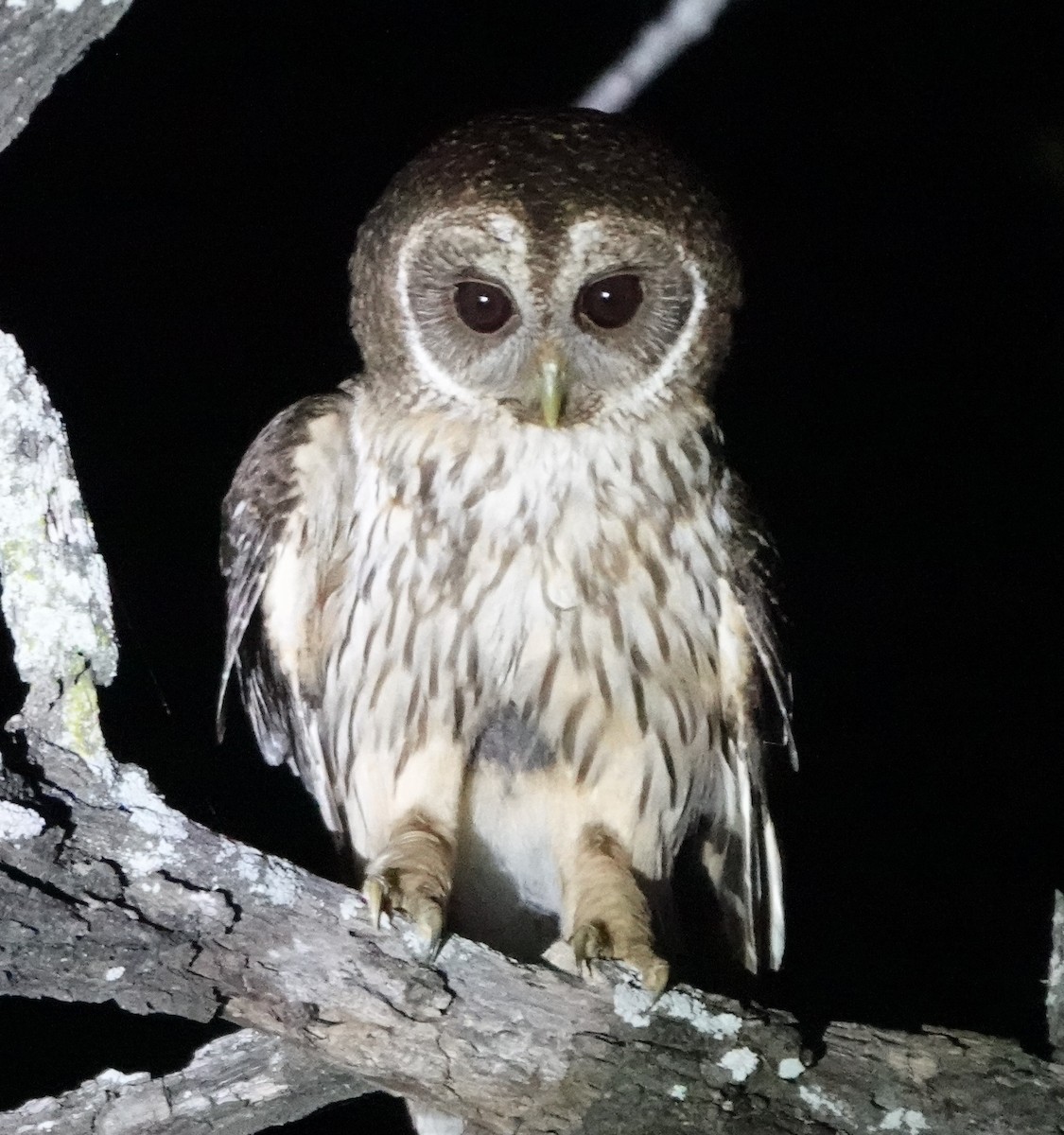 Mottled Owl - Bert Wessling