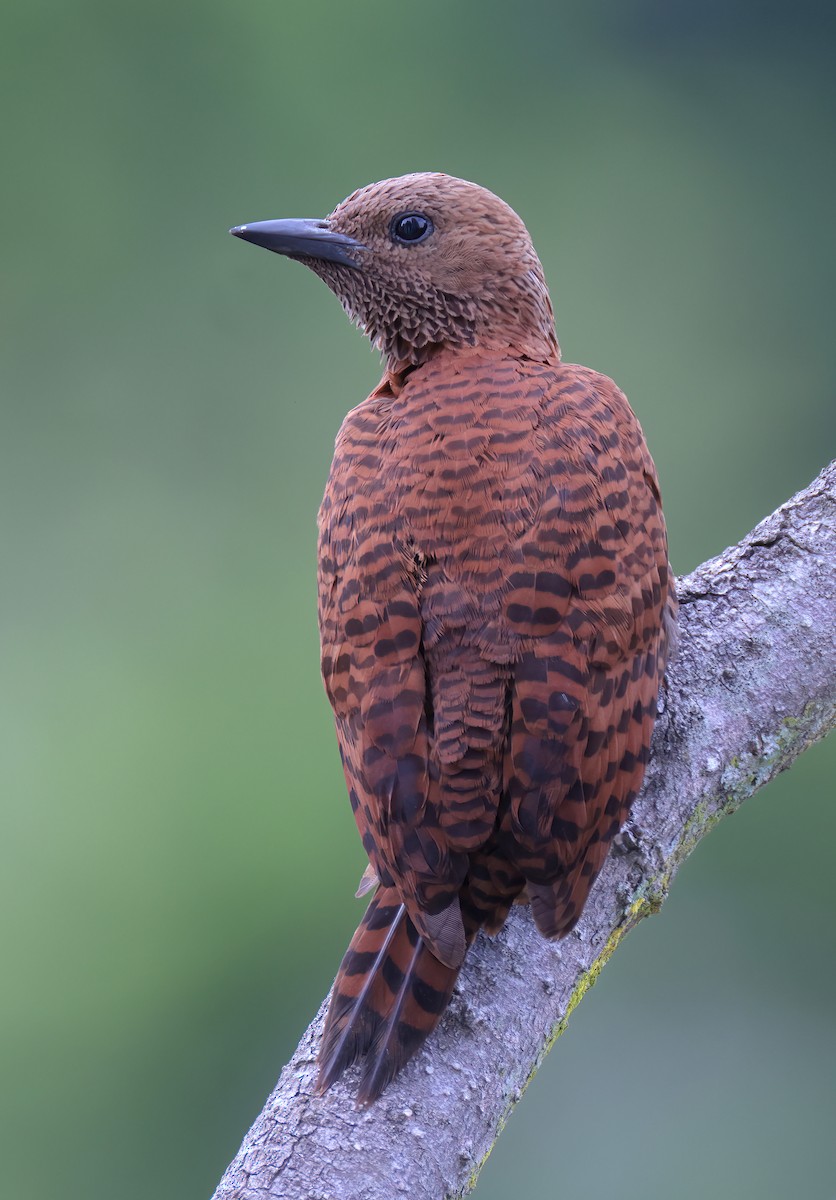 Rufous Woodpecker - sheau torng lim