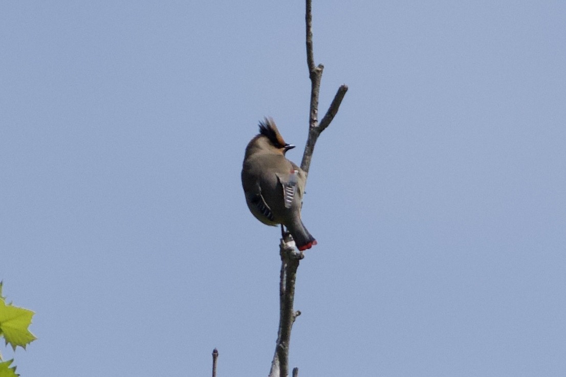 Japanese Waxwing - Fran Kim