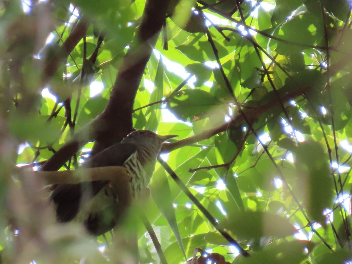 Indian Cuckoo - Mark Bezuijen