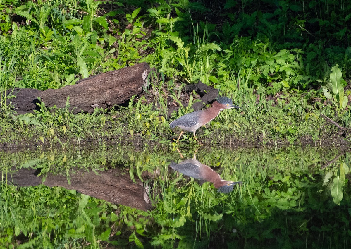 Green Heron - ML619339322