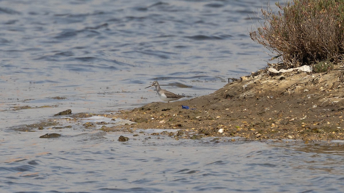 vodouš malý - ML619339324