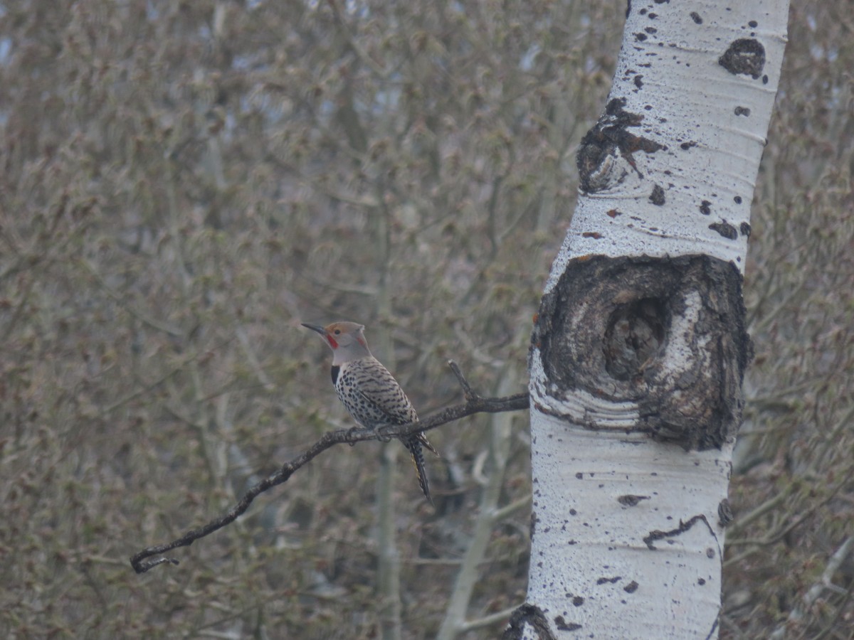 Northern Flicker - Erik Van Den Kieboom