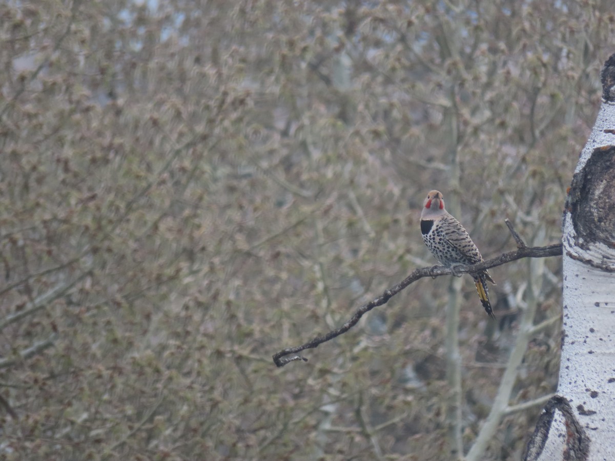 Northern Flicker - Erik Van Den Kieboom